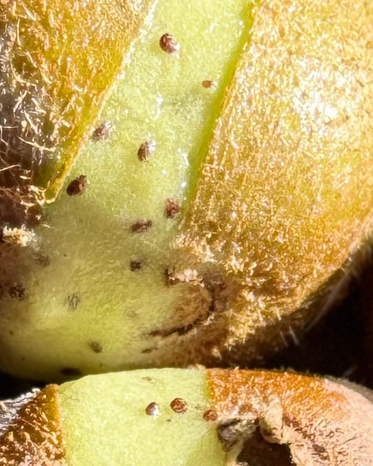 Kiwi